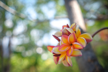 The beauty of orange frangipani flowers blooming in the gardenの写真素材