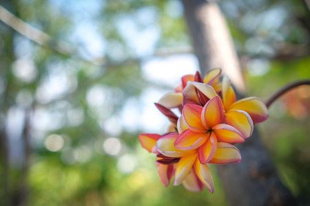 The beauty of orange frangipani flowers blooming in the gardenの写真素材