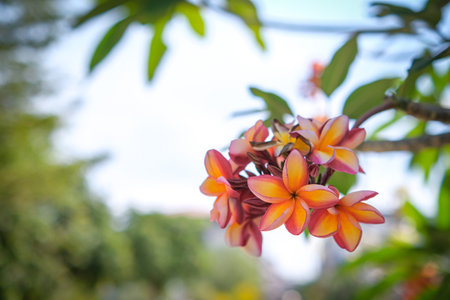 The beauty of orange frangipani flowers blooming in the gardenの写真素材