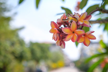 The beauty of orange frangipani flowers blooming in the gardenの写真素材