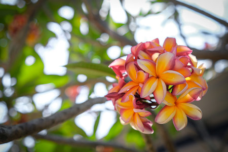 The beauty of orange frangipani flowers blooming in the gardenの写真素材