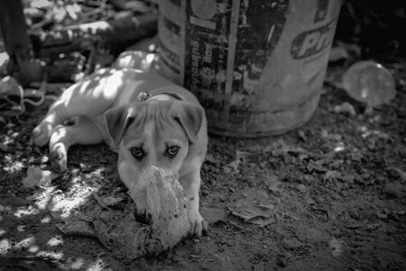 Cute puppy looking to camera on black and whiteの写真素材