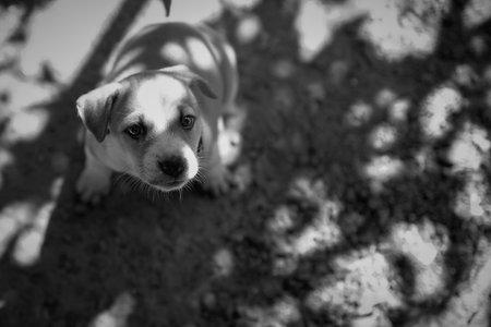 Cute puppy looking to camera on black and whiteの写真素材