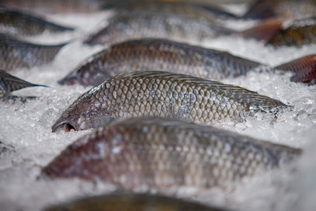 Fresh tilapia put on sale in the supermarket