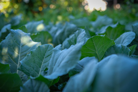 Fresh lettuce grown in the backyard conversionの写真素材