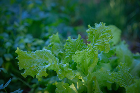 Fresh lettuce planted in the backyard plotの写真素材