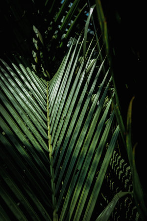Pattern and texture of palm leaves in the parkの写真素材