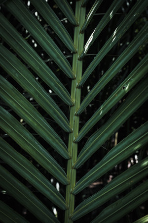 Pattern and texture of palm leaves in the parkの写真素材