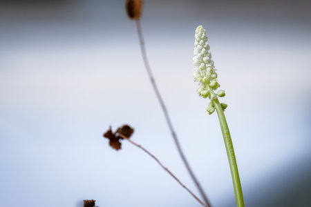 Beautiful white flowers blooming in the gardenの写真素材