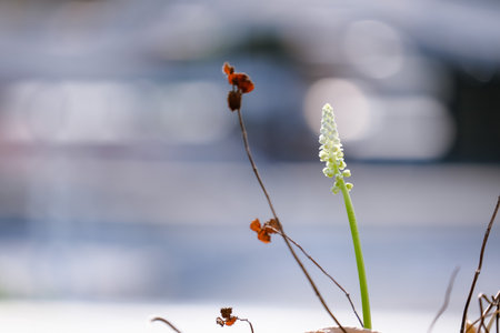 Beautiful white flowers blooming in the gardenの写真素材