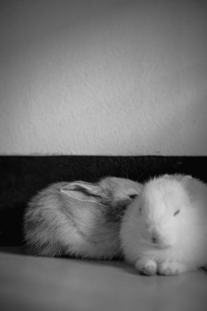 The cuteness of the rabbits in the room are black and whiteの写真素材