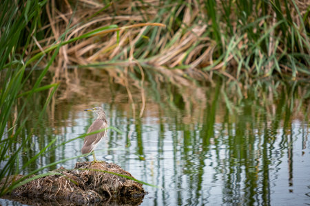 The heron was looking for food in the pondの写真素材