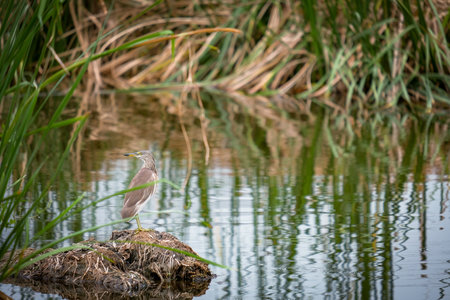 The heron was looking for food in the pondの写真素材