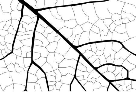 leaf skeleton - illustration , Dead Plant, Leaf, Black And White, Skeleton, line, structureのイラスト素材