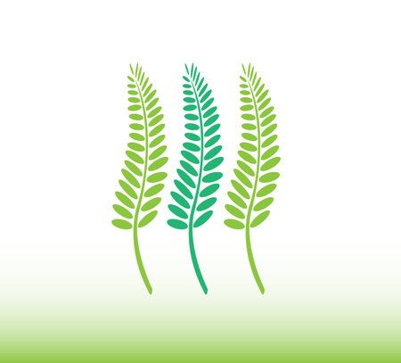 Ferns leaves vector illustrationのイラスト素材
