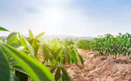 row of cassava tree in field. Growing cassava, young shoots growing. The cassava is the tropical food plant,it is a cash crop in Thailand. This is the landscape of cassava plantation in the Thailand.の写真素材
