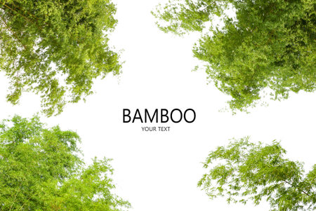The collection, Bamboo leaves isolated on white background. Bamboo leaves with bright colors. Free space for you to enter text.の写真素材