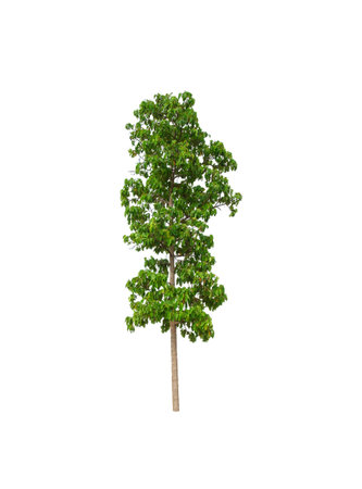 isolated big tree on White Background. Large trees database Botanical garden organization elements of Asian nature in Thailand, tropical trees isolated used for design, advertising and architectureの写真素材
