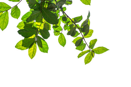 Green leaves, sunlight, reflection isolated on White Background. Creative tropical green leaves layout. Nature spring concept and Summer.の写真素材