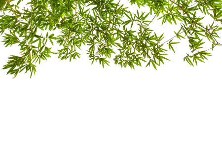Bamboo leaves,Isolated on a white background,の写真素材