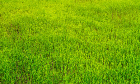 Rice seedlings in Rice field green background. agriculture, An organic asian farm. Young growing rice. Rice has many benefits and is valuable for growth.の写真素材