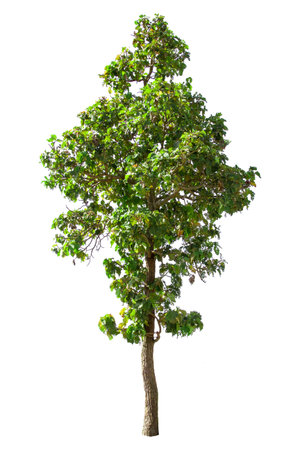 isolated big tree on White Background. Large trees database Botanical garden organization elements of Asian nature in Thailand, tropical trees isolated used for design, advertising and architectureの写真素材
