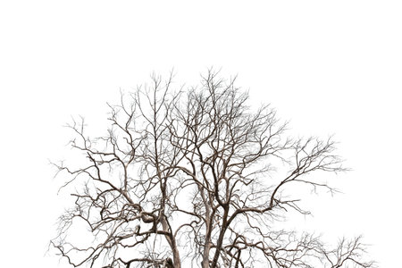 Dry branches with cracked dark bark. Isolated on white background.の写真素材