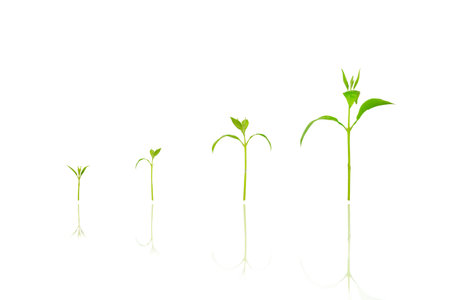Agriculture plant seeding growing step concept on white isolated background. new life growth ecology business financial progress concept ,Earth Dayの写真素材