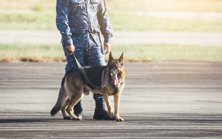 Soldiers from the  K-9 unit demonstrations to attack the enemy , the green lawns. learn the human...