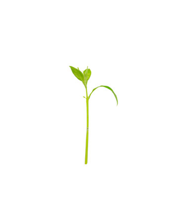 The tree is growing isolated on a white background. New Life idea concept with seedling growing sprout (tree).business development and eco symbolic.の写真素材
