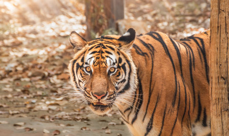 Great tiger male in the nature habitat. Tiger walk during the golden light time. Wildlife scene with...