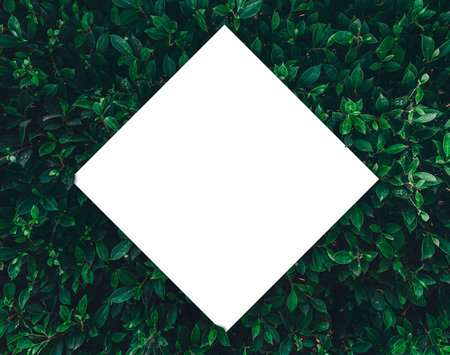 Creative layout made of green leaves with paper card note for entering your message. Flat lay. tropical leaves, abstract green leaves texture, Natural background and wallpaper. Nature concept.の写真素材