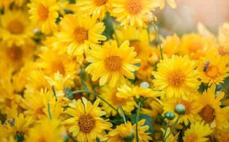 Beautiful bright orange and yellow chrysanthemum flower on the background of other chrysanthemum flowers (shallow DOF, selective focus on the chrysanthemum petals)の写真素材