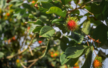 The red rambutan is on the rambutan tree. Appetizing Thai fruit. Tropical fruit, Rambutan tree background, Orchard fruit, Rambutan from thailand.の写真素材