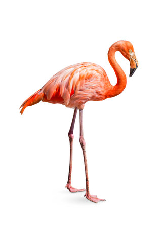 flamingo (Phoenicopterus ruber) Heart shape, neck curl and standing posture isolated on white background, this has cut paths.の写真素材