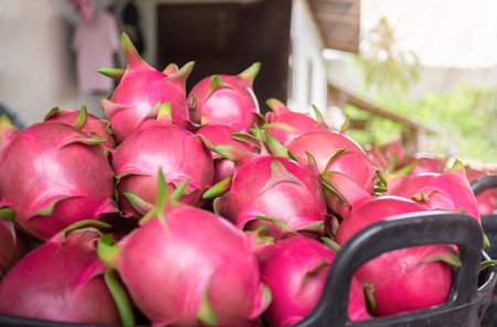 Healthy dragon fruit, which are beautifully arranged in baskets to prepare for export for sale. Thailand food for export, Dragon fruit products of agriculture product on natural backgrounds.の写真素材