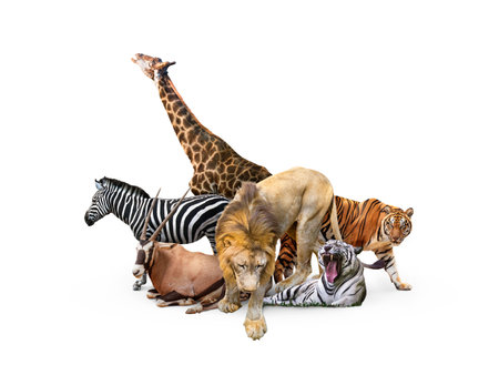 Wild Zoo Animals on White Web Banner. Composite of a large group of wildlife zoo animals together over a white horizontal web banner or social media cover.の写真素材