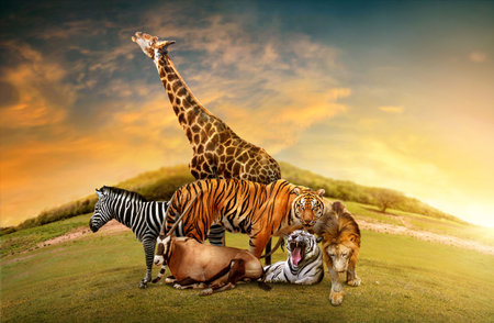 Group of many African animals giraffe, lion, tiger, zebra and others stand together in nature backdrop with mountains. Composite of a large group of wildlife zoo animals together.の写真素材