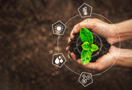 Hand holding plant seedlings are growing from the soil. The seedlings are growing from the soil,...
