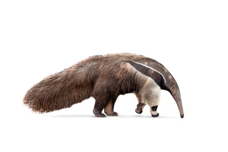 Giant anteater isolated on White Background. clipping path included. Anteater zoo animal walking facing side. Giant Anteater, Myrmecophaga tridactyla, animal with long tail ane long nose.の写真素材