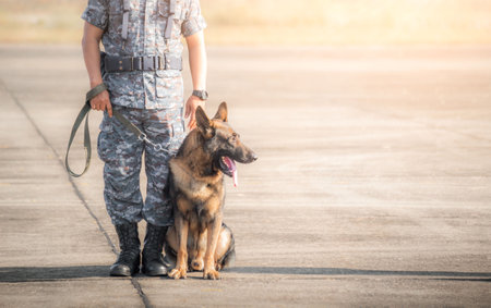 Soldiers from the K-9 unit demonstrate on the green lawns. Dogs can follow orders well. German Shepherd dog stands.の写真素材
