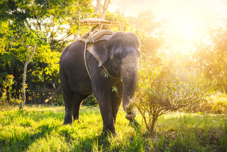 Asian Elephant in Thailand, Asian Elephants in Chiang Mai. Elephant Nature Park, Thailand. Female elephant standing on nature background.の写真素材