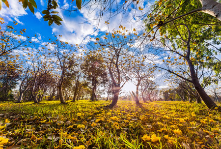 Beautiful Garden in Thailandの写真素材