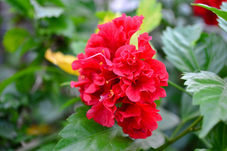 Hibiscusの写真素材