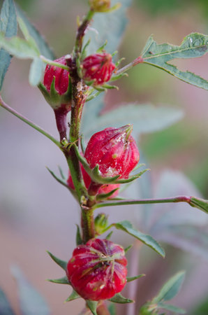 Roselle Flowerの写真素材