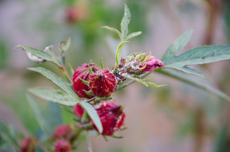 Roselle Flowerの写真素材