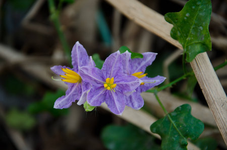 Solanum Trilobatum Flowerの写真素材