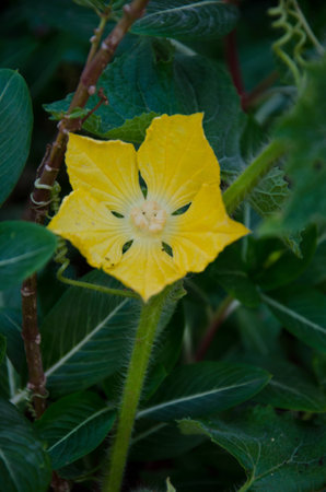 Pumpkin Flowerの写真素材