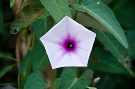 Morning Gloryの写真素材