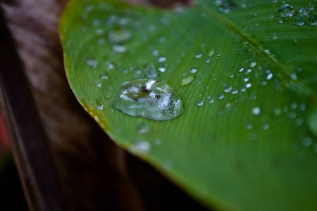 Drop on the Leafの写真素材